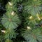 6ft. Pre-Lit Nooksack Fir Pencil Artificial Christmas Tree, Warm White LED Lights
